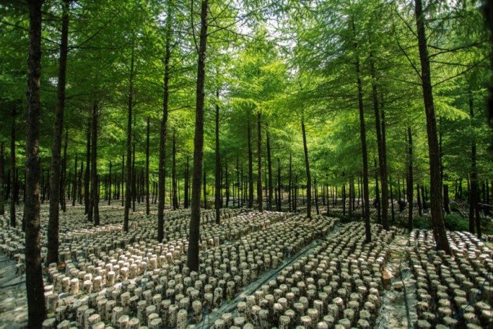 森林木耳助减重，控血糖。每天10克还护心防血栓！